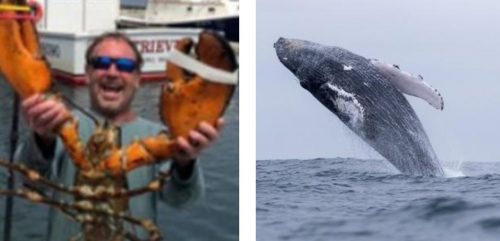 Usa: pescatore inghiottito e sputato da una balena