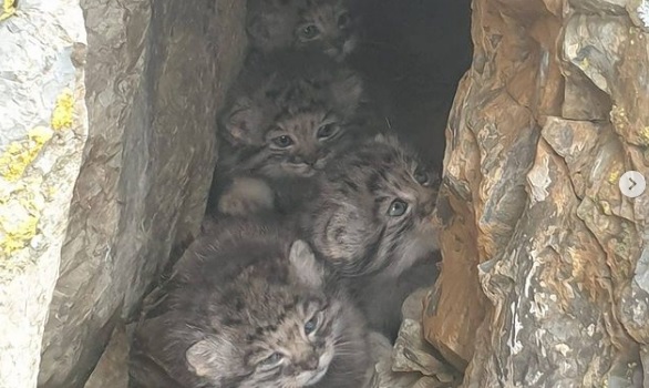 gatti-2.jpg