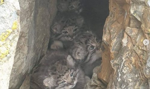 Siberia: fotografati dei cuccioli di gatti di Pallas, una delle specie più rare al mondo