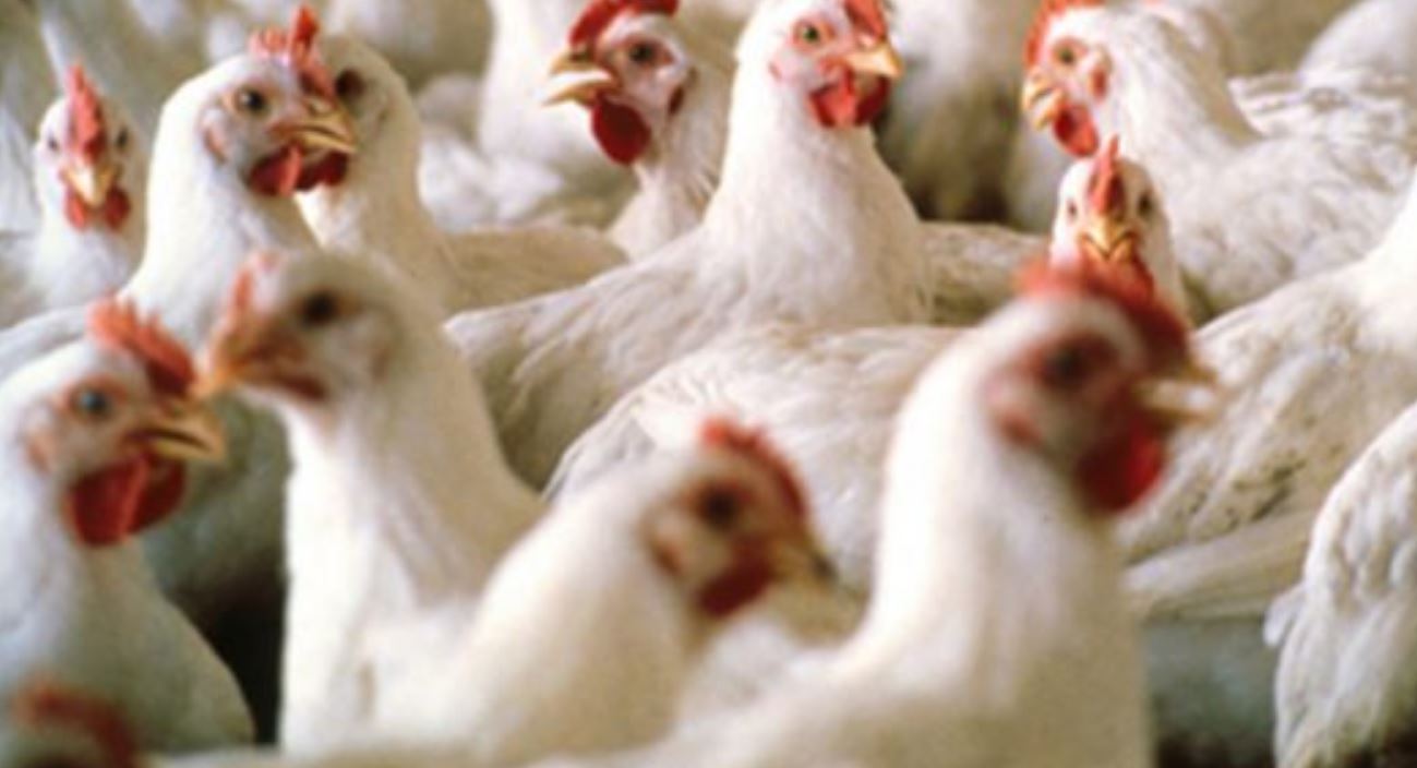 Allerta aviaria: Cina conferma primo caso di contagio nell’uomo del ceppo H10N3