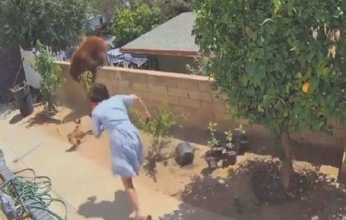 Orsa con cuccioli in un giardino: 17enne la spinge per difendere i cani. Video virale