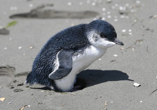 L’introduzione dei diavoli della Tasmania a Maria Island ha provocato la scomparsa dei pinguini blu