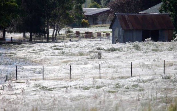 Australia: ‘apocalisse dei ragni’ nello stato di Vittoria. Enormi ragnatele ricoprono i terreni