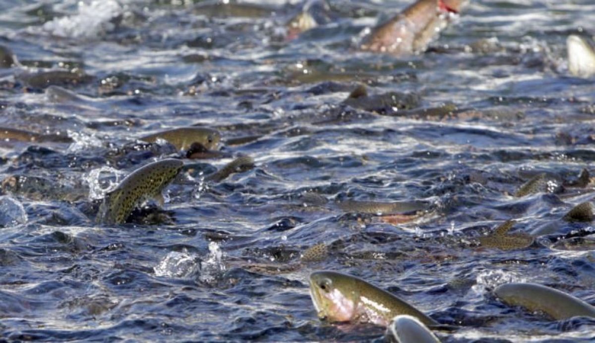 Un virus sta mettendo in ginocchio gli allevamenti di salmoni in tutto il mondo