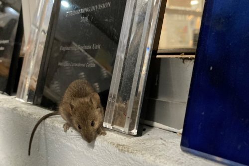 Invasione di topi in Australia: ratti invadono prigione, detenuti evacuati