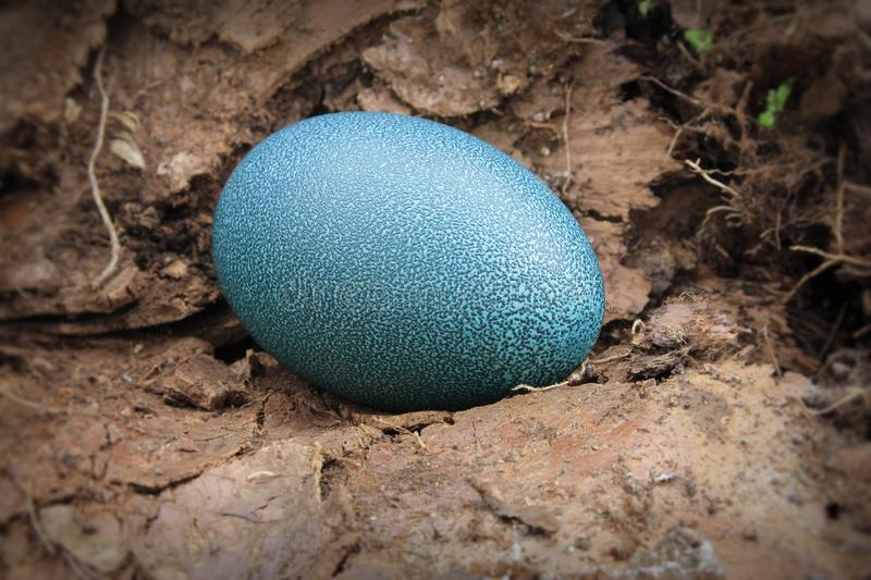 Australia: trovato un uovo di un uccello estinto da più di 200 anni