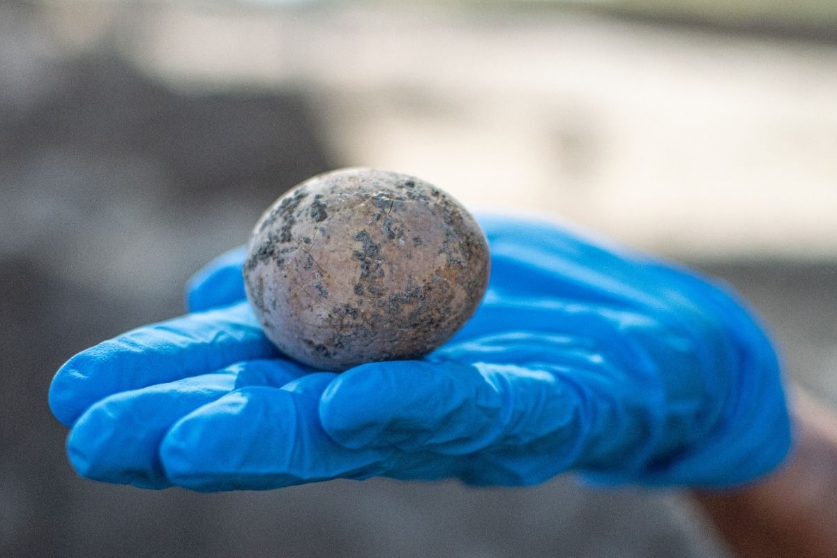 Archeologia: un uovo risalente a mille anni fa scoperto in Israele
