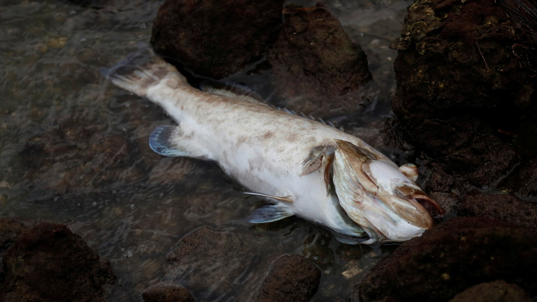 Florida: fioritura di alghe provoca la morte di oltre 600 tonnellate di pesci