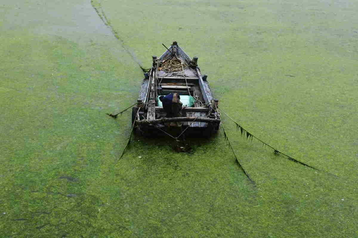 Cina: le alghe invadono area di 551 chilometri quadrati di mare