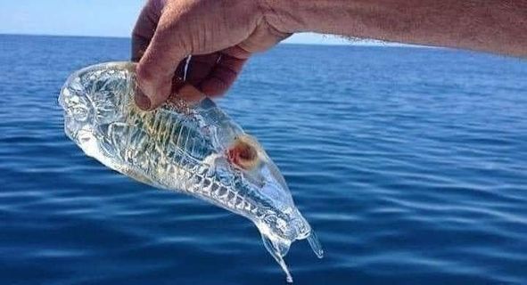 Calabria: strane creature trasparenti avvistate dai bagnanti e pescatori