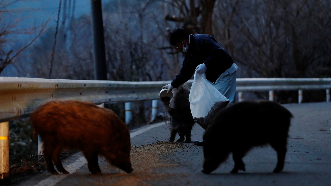 Giappone: osservato un ibrido tra cinghiale e maiale nella zona di Fukushima