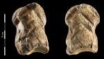 Un osso scolpito da un Neanderthal 51mila anni fa è la rappresentazione artistica più antica
