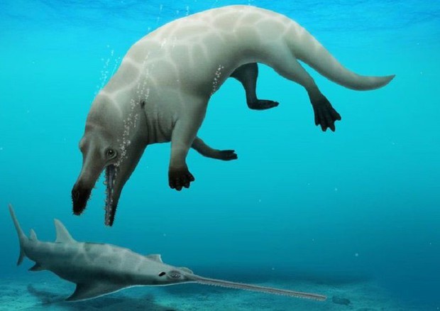 I fossili di una balena con le zampe scoperti in Egitto