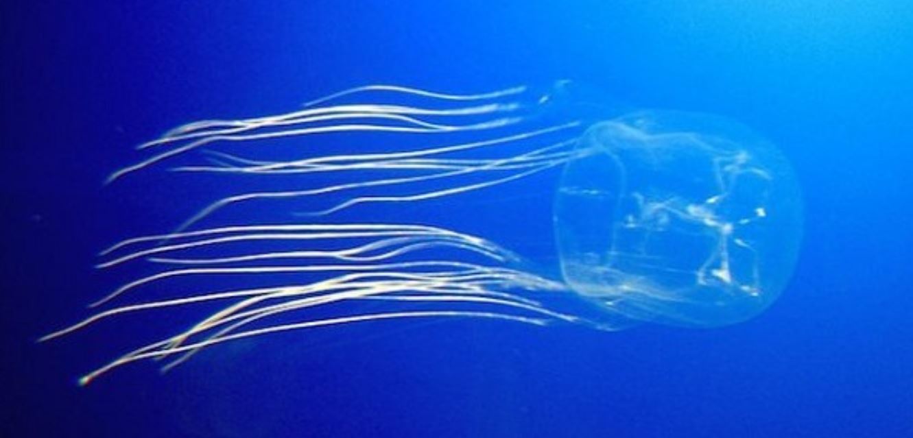 cubomedusa-morto-bimbo-1.jpg