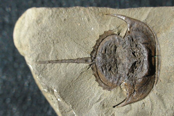 Illinois: scoperto il calco del cervello di un artropode vissuto milioni di anni fa