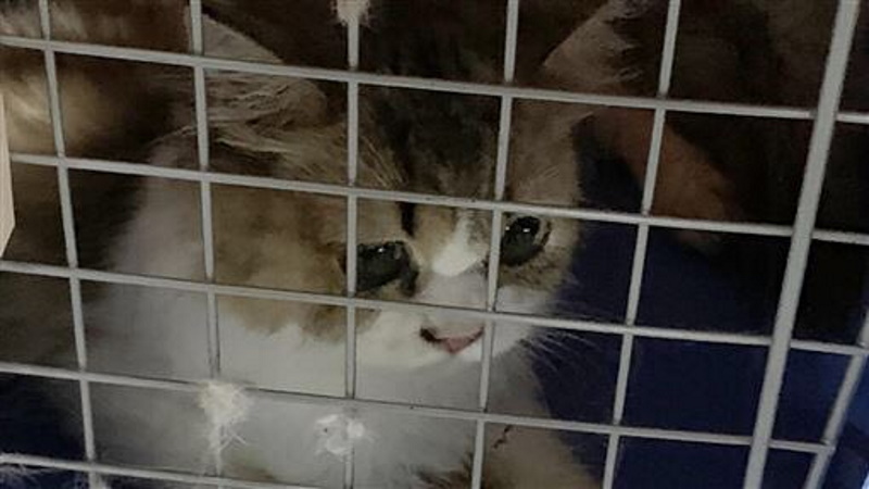 gatti-2.jpg