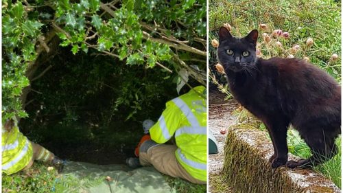 Inghilterra: gatto salva l’anziana padrona caduta in un burrone aiutando i soccorritori a localizzarla