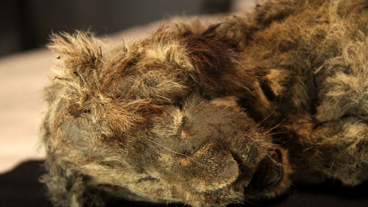 Siberia: cucciolo di leone vissuto 28mila anni fa riemerge dal permafrost