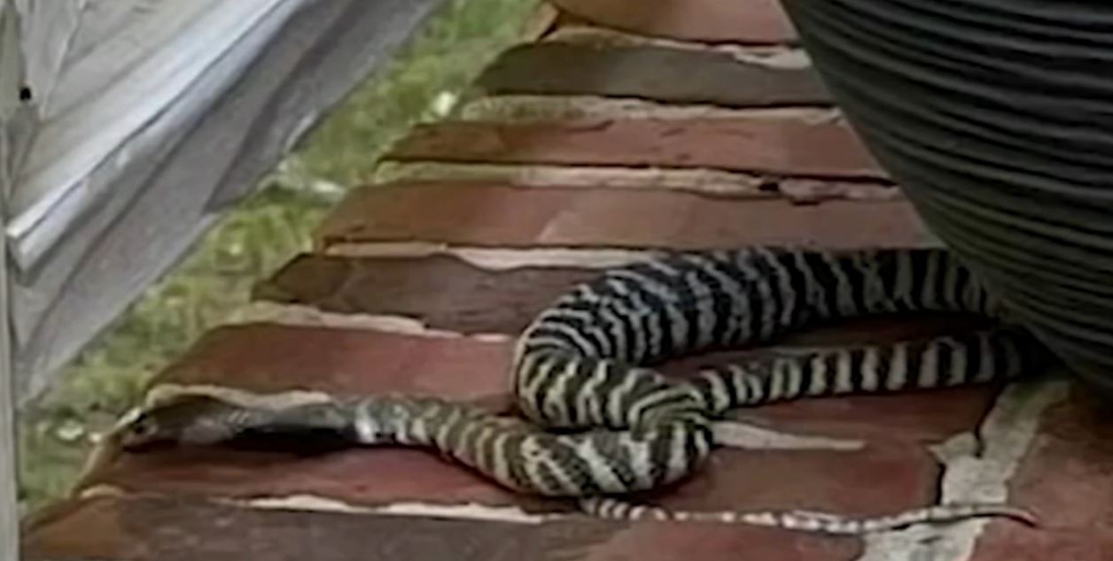 Invasione di serpenti in California meridionale: entrano nei quartieri e seminano il panico