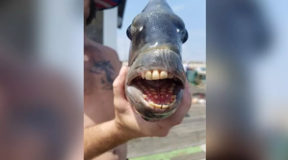 Carolina del Nord: un pesce ‘con denti umani’ stupisce i pescatori
