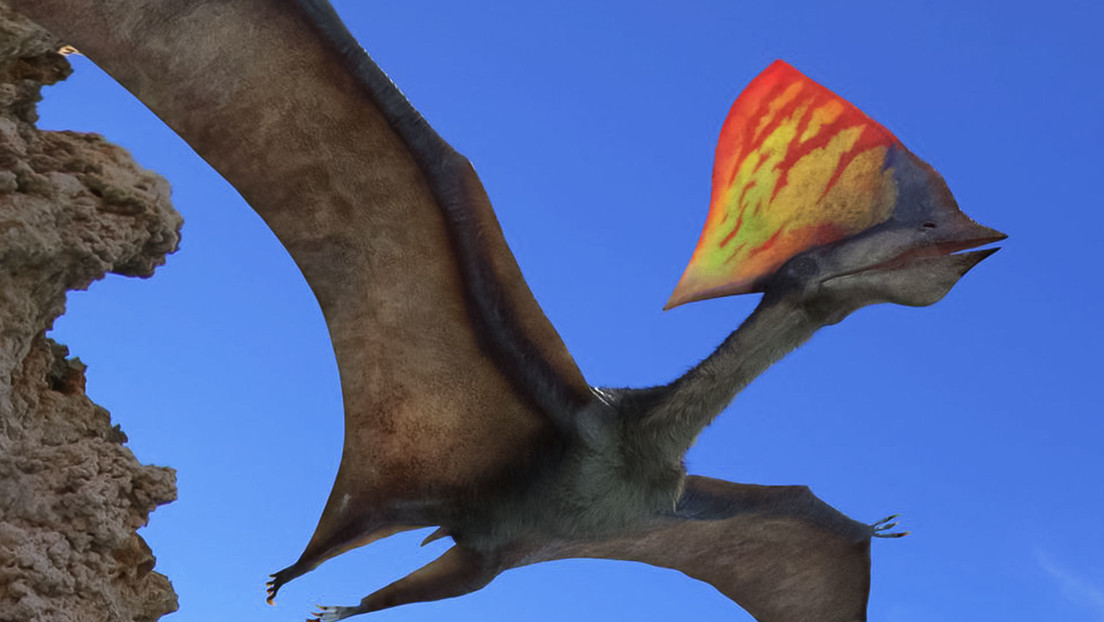 Brasile: fossili di un rarissimo pterosauro scoperti durante un sequestro della Polizia