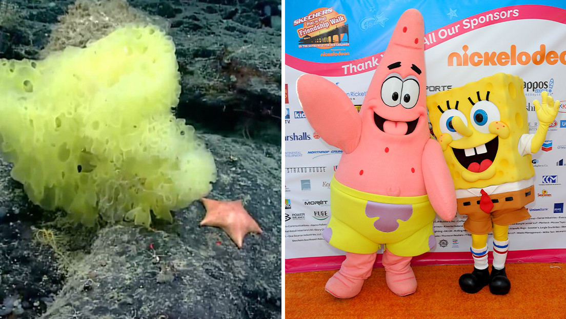 Spugna gialla e stella marina rosa. Gli scienziati catturano la “versione” reale di SpongeBob e Patrick
