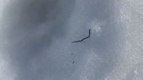 I misteriosi vermi del ghiaccio sono emersi dai ghiacciai del Pacifico