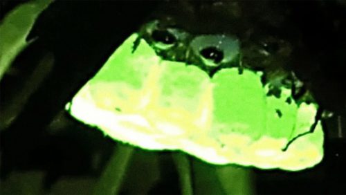Natura: i nidi di vespe producono un intenso bagliore verde fluorescente