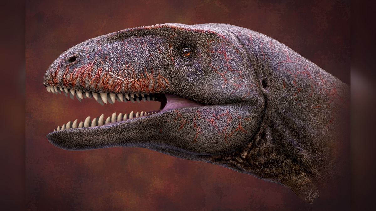 407608-gigantic-shark-toothed-dinosaur-discovered-in-uzbekistan-livescience-com-1.jpg