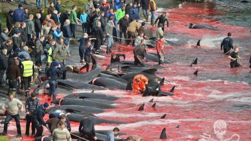 Migliaia di delfini uccisi alle isole Faroe. Video shock