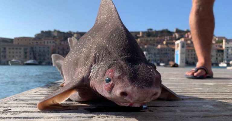 Pesce-porco-768x399-1-1.jpg