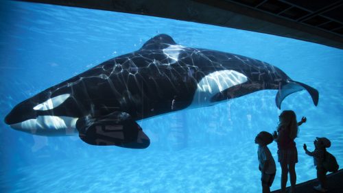 La disperazione dell’orca ‘più sola al mondo’ filmata mentre sbatte la testa contro la vasca