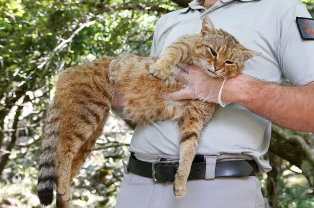 Una nuova specie di gatto selvatico scoperta in Corsica