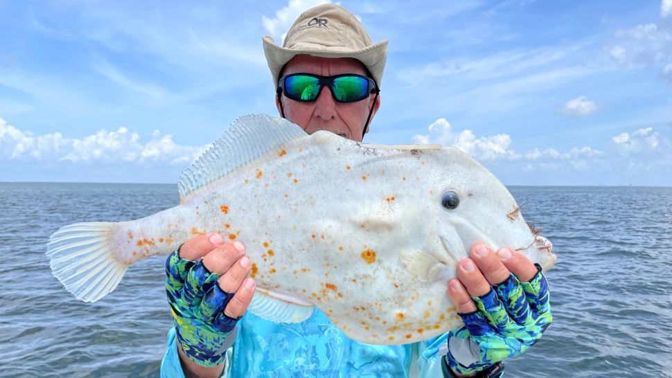 Florida: pescato pesce tortilla. ‘È il più strano mai visto’