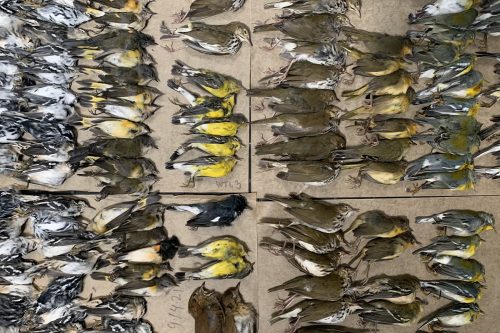 Strage di uccelli a New York: in centinaia si sono scontrati contro i grattacieli