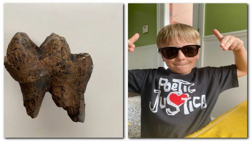 Usa: bambino trova un raro dente di mastodonte