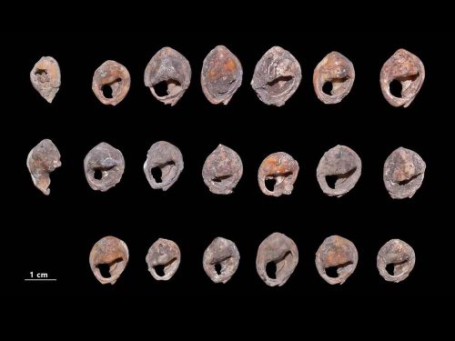 Un collier di 150mila anni fa scoperto in Marocco. È il più antico mai portato alla luce
