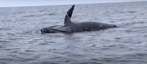 California: una balena esplode ‘per cause naturali’. Il video