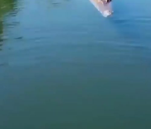 Coccodrillo salta fuori dall’acqua e distrugge un drone. Il video