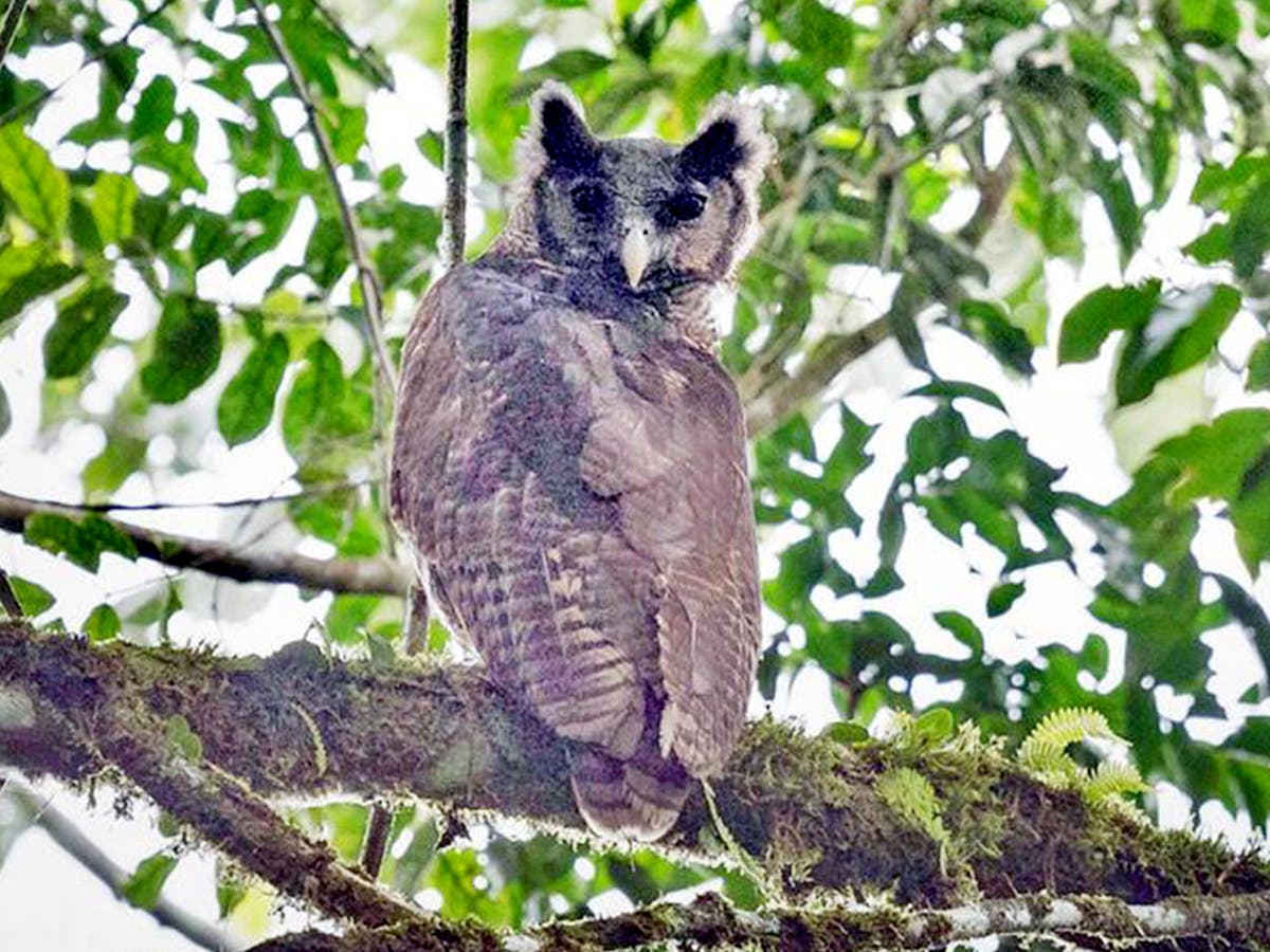 eagle-owl-1.jpg