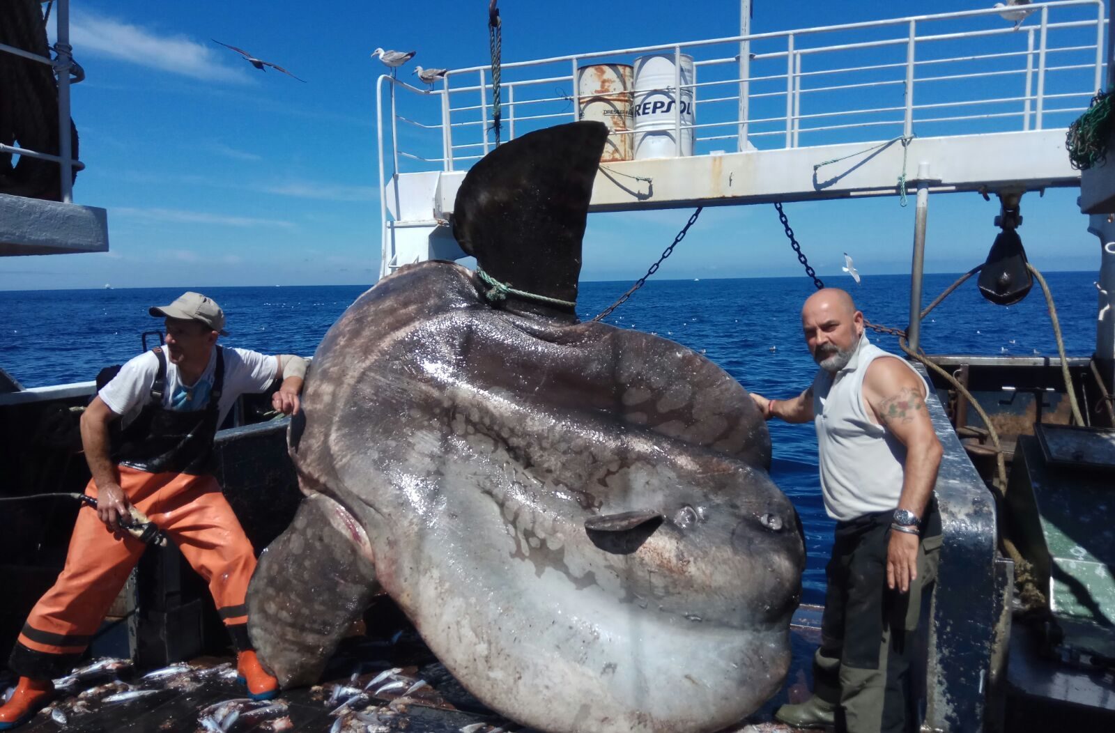 grandes-peces-5-e1634564903304-1.jpg