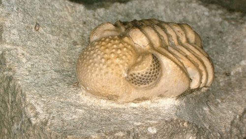 Scoperto trilobite preistorico con un ‘iperocchio’