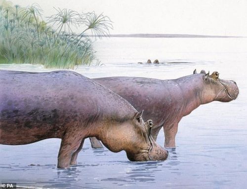I resti di un gigantesco ippopotamo preistorico scoperti in Gran Bretagna