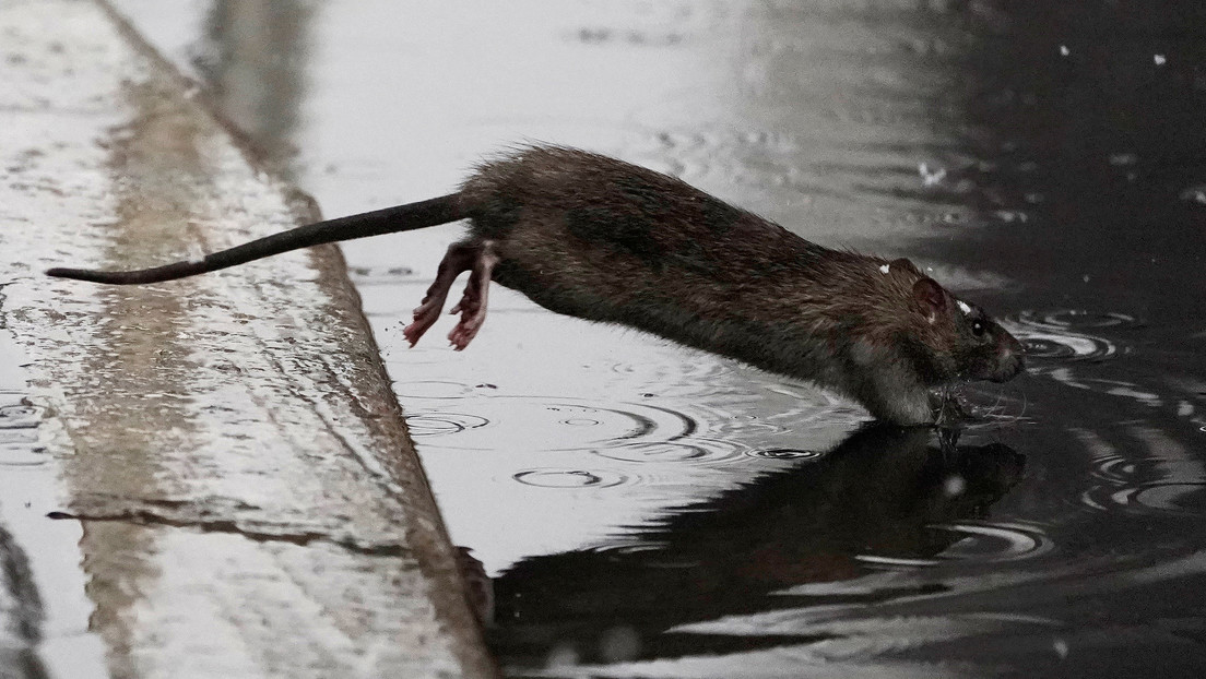 Aumentano i casi di leptospirosi a New York, la malattia rara trasmessa dai ratti