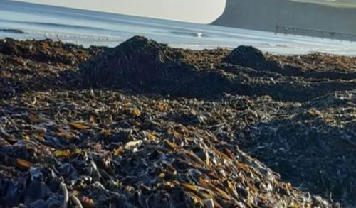 Migliaia di creature marine trovate su una spiaggia: “È il caso peggiore mai visto nel Paese”