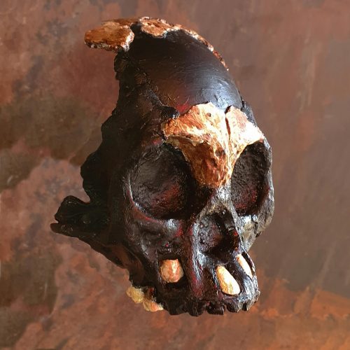 Africa: individuato primo cranio di un bambino della specie Homo naledi