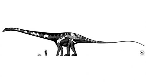Colorado: identificati i resti del dinosauro più lungo fino ad ora mai scoperto