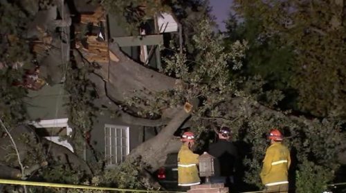 Enorme albero secolare collassa su una casa: morto un uomo, stava dormendo