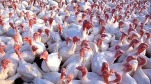 Paura aviaria, allarme “elevato” in tutta la Francia: scatta il lockdown per volatili e pollame