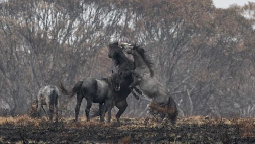 L’Australia abbatte 10mila cavalli: ‘dannosi per l’habitat’